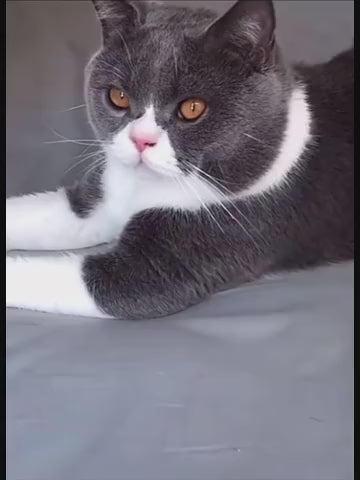 Cupi - Cepillo Quita Pelos y Cuidado de Mascotas